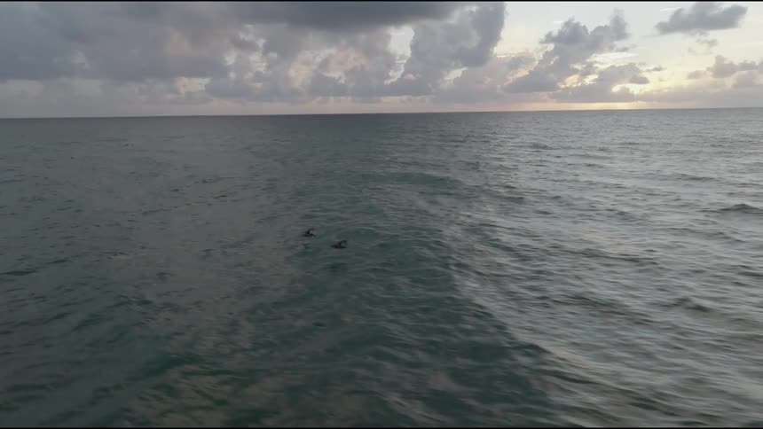 An aerial view of a couple of seagulls flying near the surface of a vast ocean