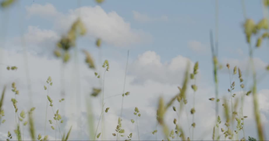Close up of green grass with seed heads against a softfocus blue sky