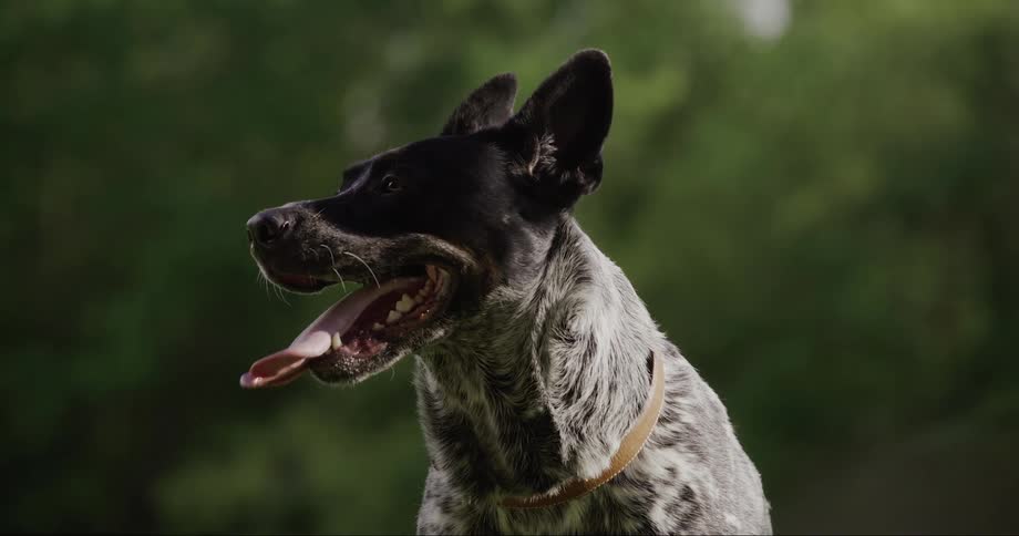 Dog in a tired outdoor environment with tongue hanging out