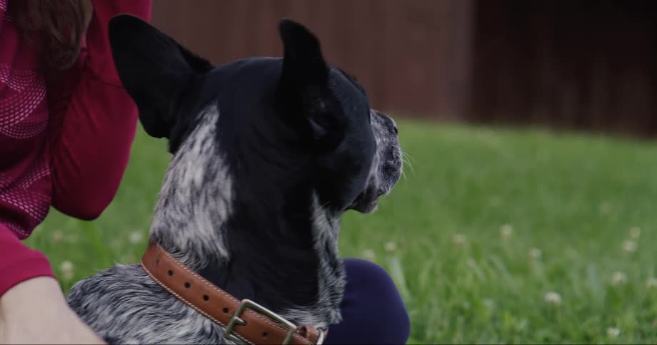 Blue heeler lying in the grass next to a woman who is petting it with one hand and holding a phone in the other