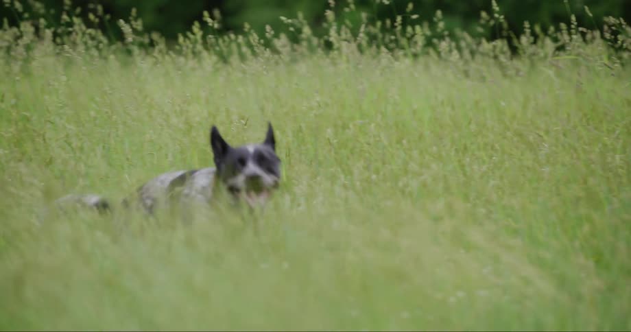 A black and grey dog stands in profile in a field of tall green grass with white flowers