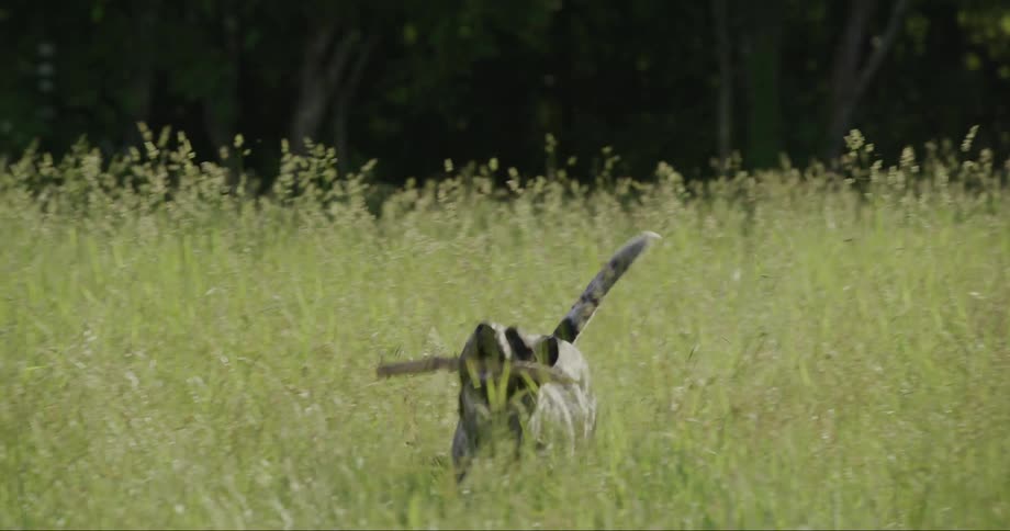 A happy dog running through a grassy field carrying a stick in its mouth