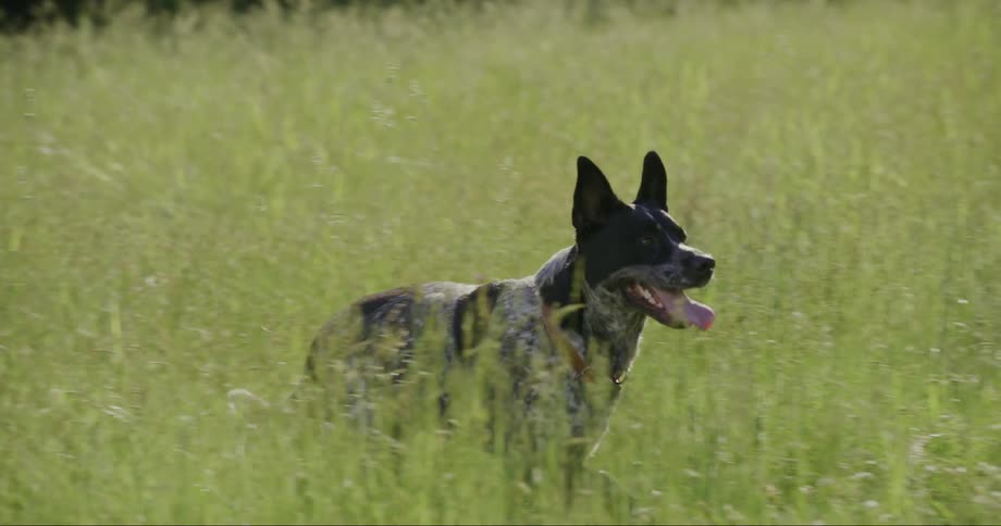 A black and white spotted dog walk through a field of tall green grass
