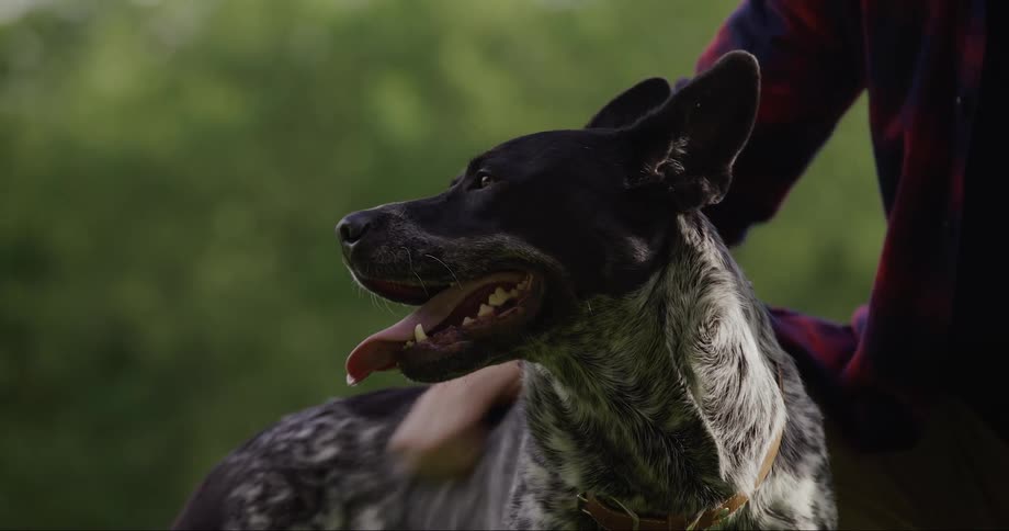Person petting a dog