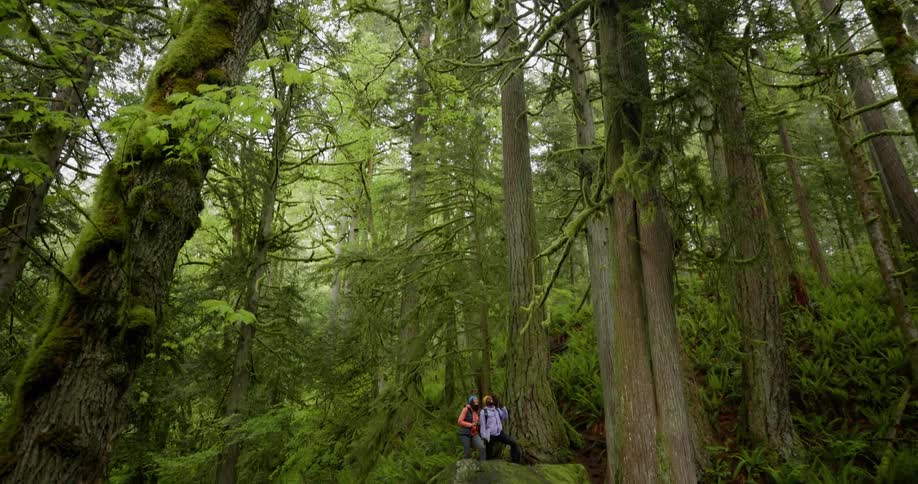 Two people on top of a rock in the middle of a forest with tall trees