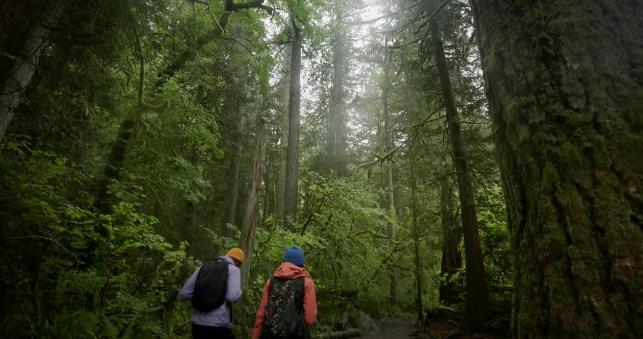 Two hikers walking through a dense forest with tall trees