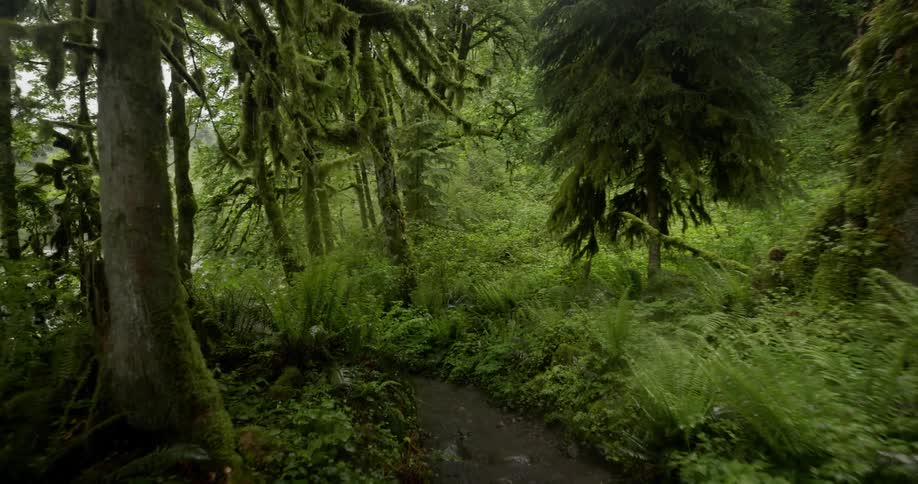 A woodland trail winds through a rain forest on a cloudy summer day