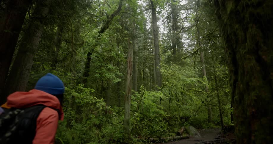 Two people walk along a trail in a dense lush forest