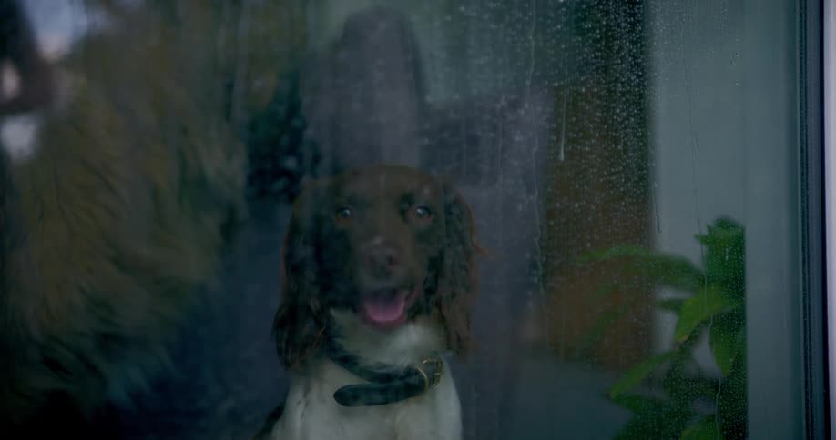 Two dogs sit at a glass door and watch the rain from the inside of their house