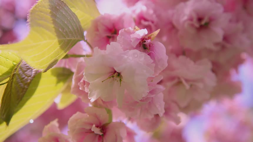 Pretty pink flowers on a branch swaying in the breeze