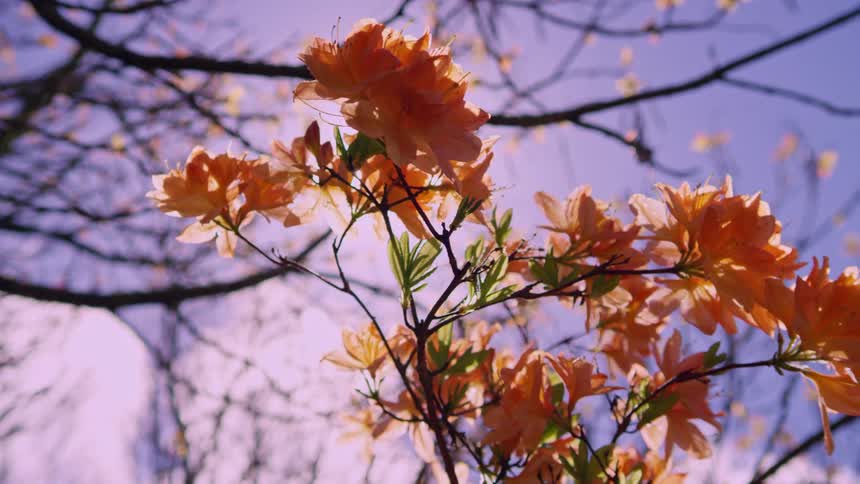 Closeup view of vibrant orange flowers with sunlight filtering through the petals against a clear blue sky