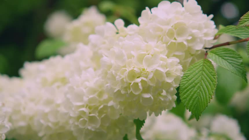 White flower on a branch with green leaves