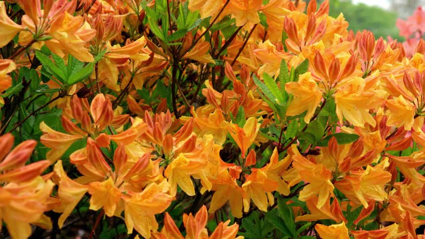Water coats vivid orange flowers during a daytime rain shower