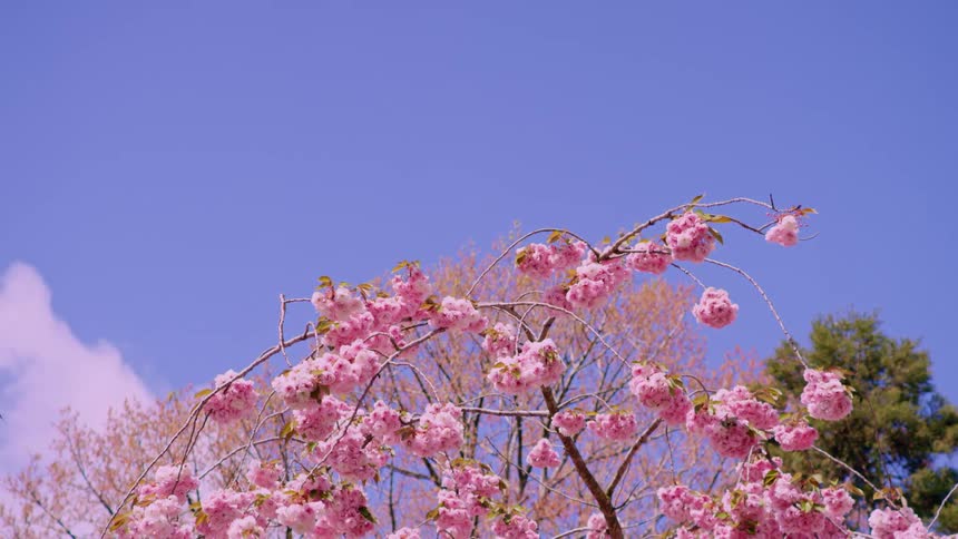 A close up of cherry blossom flowers on a tree