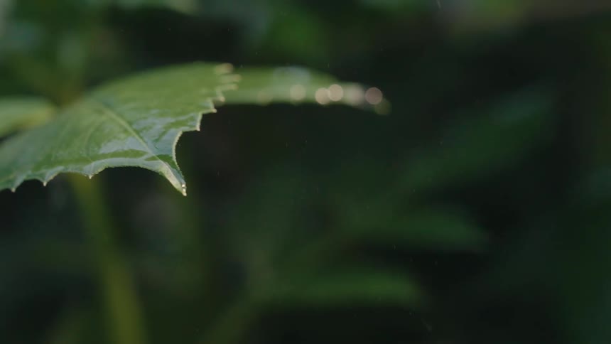 Water drips off a leaf during rainfall outdoors