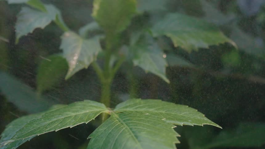 Close up of a green plant with water being splashed