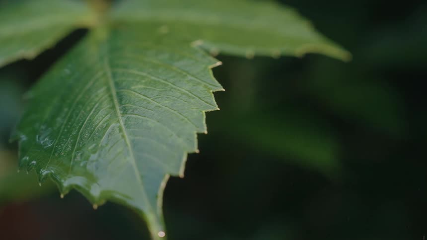 Water being splashed onto a leaf of a green plant