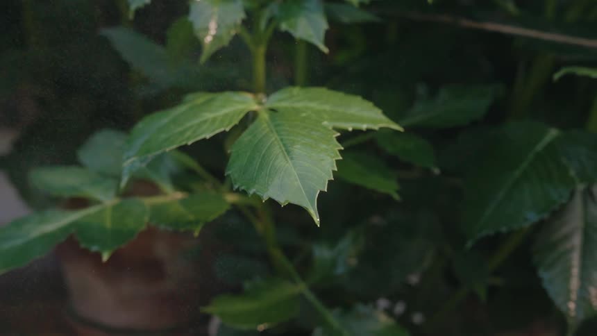 Water drips from the leaves of a potted plant during a rain shower