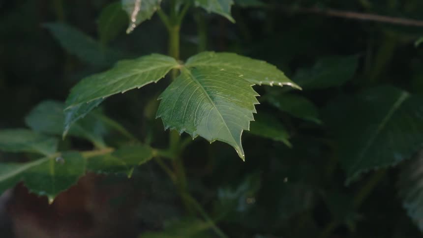 Close up of a plants leaves glistening with droplets of water as they are misted