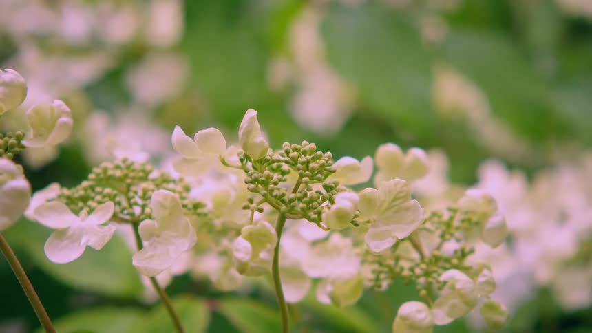 Delicate white flowers with green buds in the center standing out against a blurred background