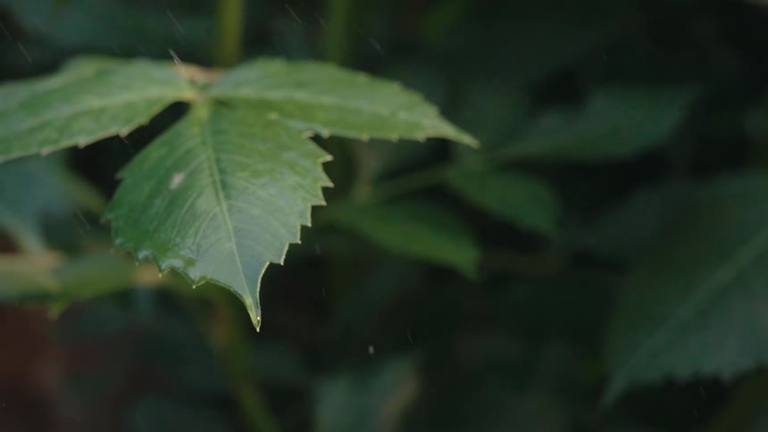 Drops of water falling on leaves of greenish plants