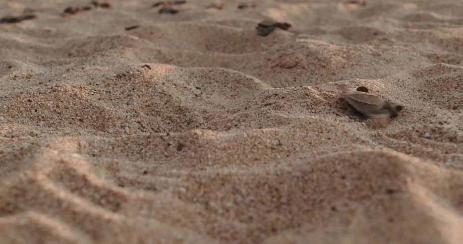 Small newborn turtles crawling across a sandy beach leaving tracks in its wake