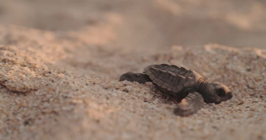 A small sea turtle hatchling crawls across sandy terrain heading toward the ocean