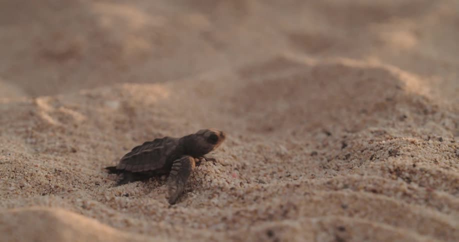 A small baby turtle is walking on fine sand