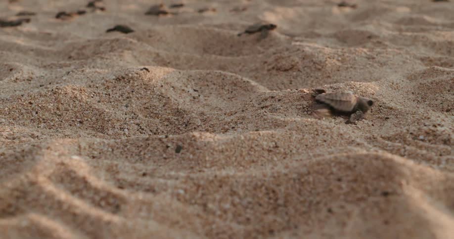 Small turtles crawls across a sandy beach leaving tracks in their wake