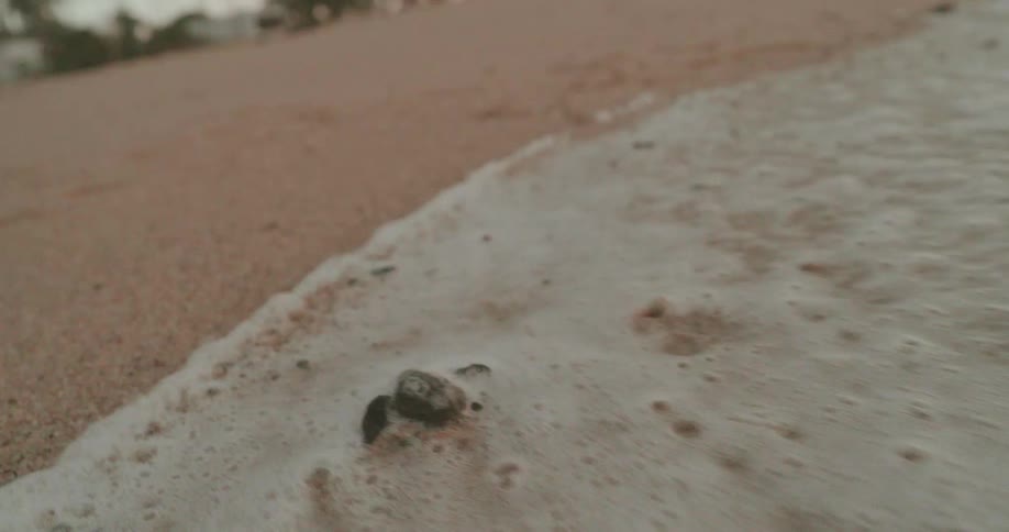 White foam tide water rushing over a baby sea turtle washed up on a sandy beach
