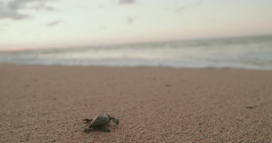 Baby turtle meeting the sea water on the beach