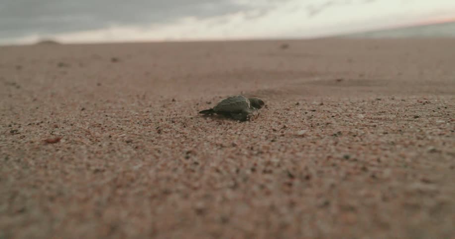 A small turtle crawls across a sandy beach leaving tracks in its wake