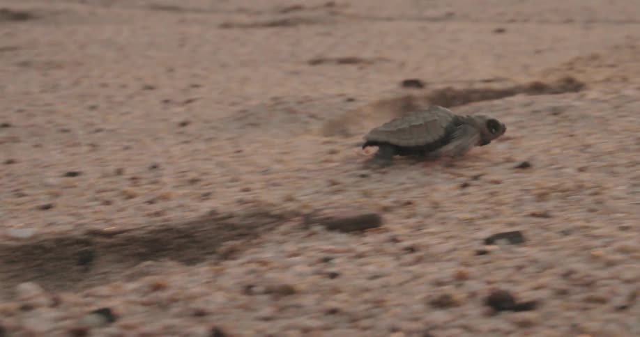Little turtle walking on the sand