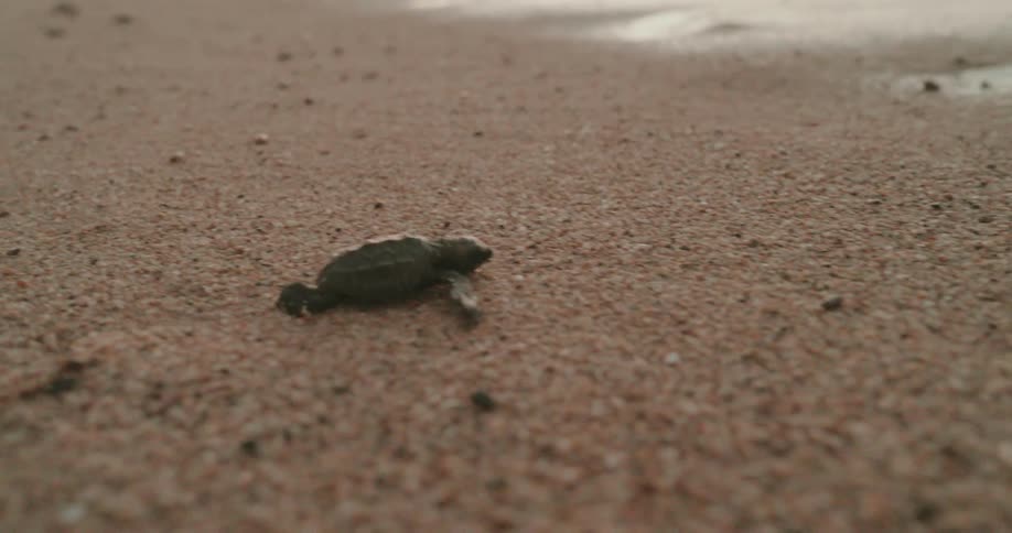 Baby sea turtle crawls across the beach towards the water