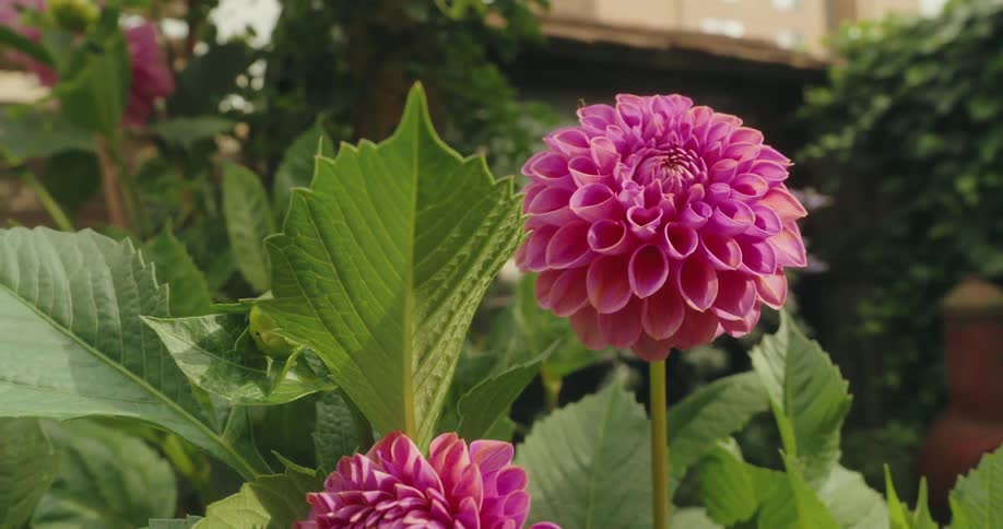 Vibrant pink dahlia with symmetrical welldefined petals standing out against the green backdrop of a house