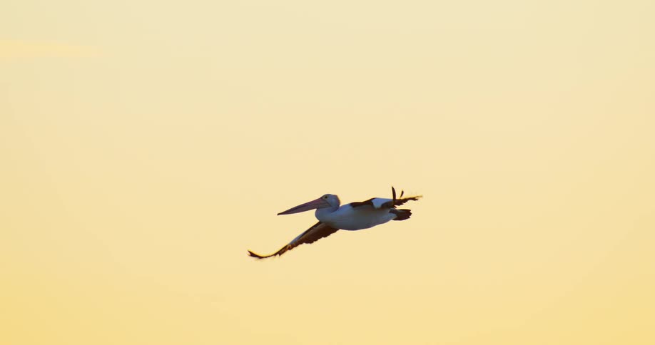 Pelican flying in a golden sky