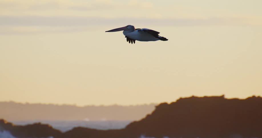 A pelican in midflight against an orangehued sky during sunset or sunrise