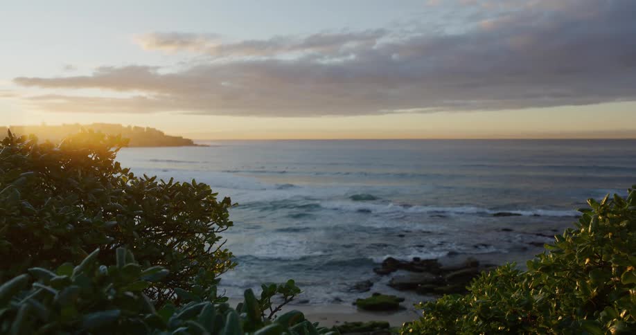Bushes overlooking a rocky beach at dusk