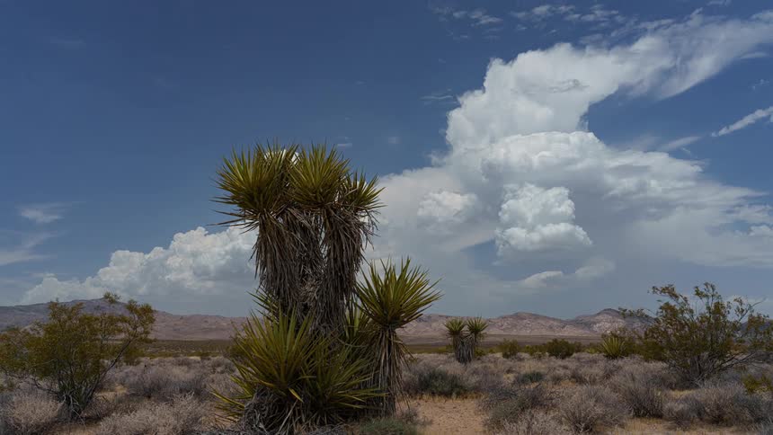 A plant in a desert and the sky is blue with big white clouds moving quickly