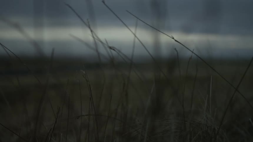 Closeup of grass with a blurred background of a field and a cloudy sky