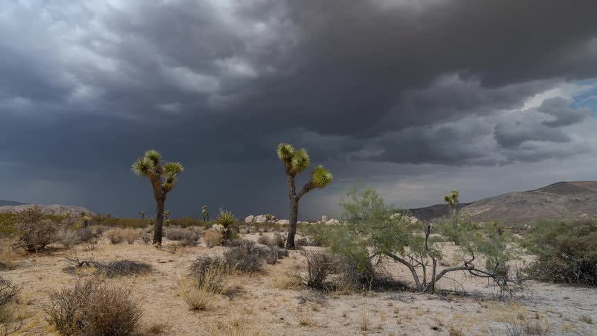 Desert landscape with several joshua trees under a stormy sky