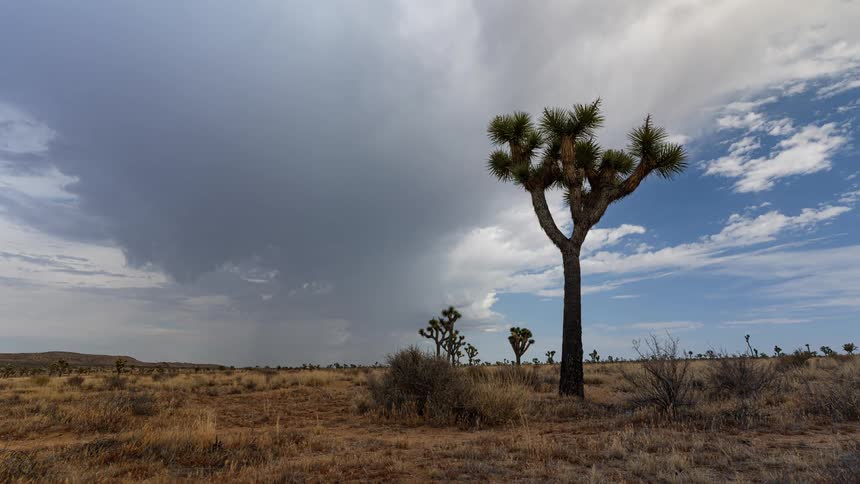 Darkening storm clouds flow across arid scrub land dotted with joshua trees