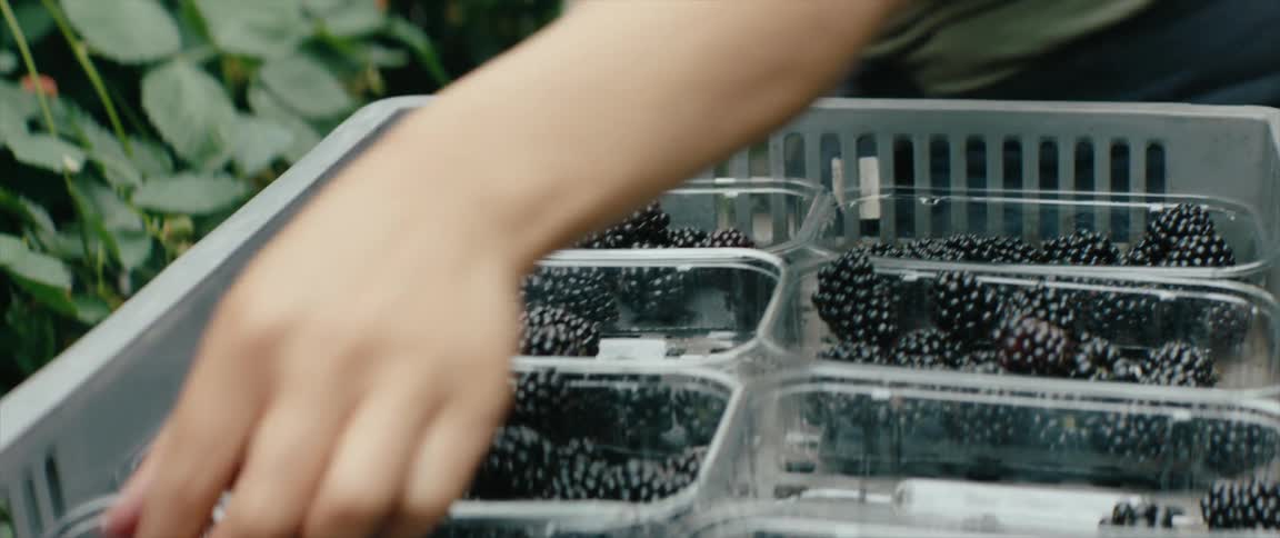Woman in a backyard picking blackberries