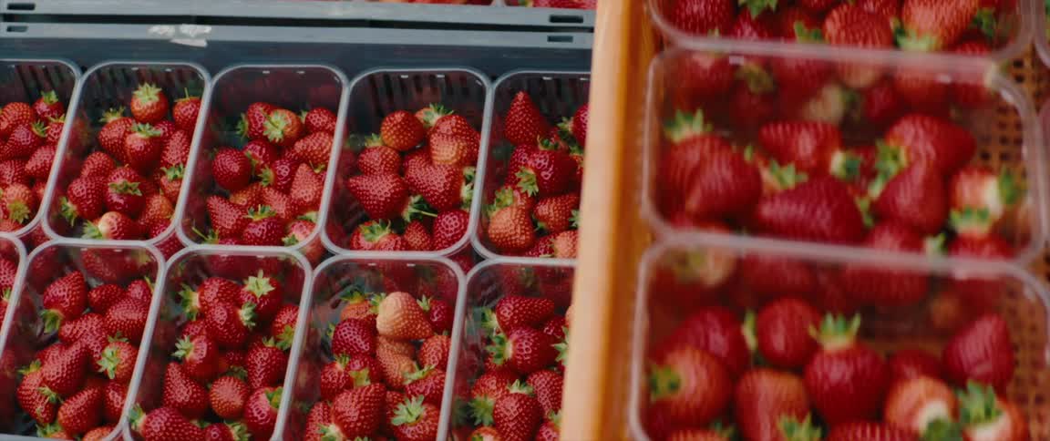Close up of several boxes of strawberries