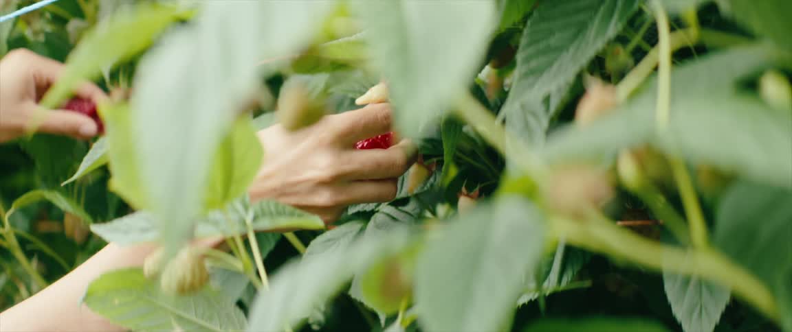 Hands picking raspberries from the plant