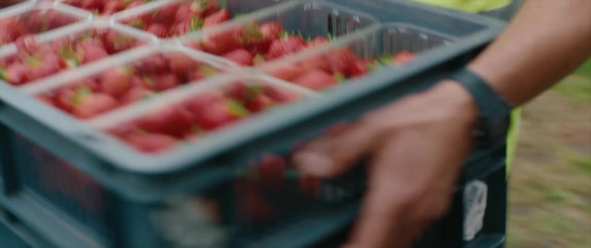 Man picking up boxes of strawberries