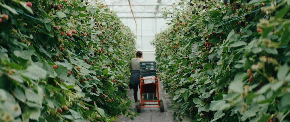 Woman pushing a cart between rows of blackberry plants in a greenhouse