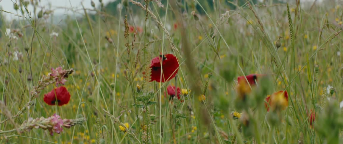 A bumblebee lands on a red poppy in a field of wildflowers