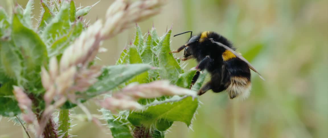 A bumblebee with black and yellow stripes collecting nectar from pinkishwhite flowers