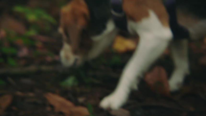 Closeup of a dog sniffing the ground